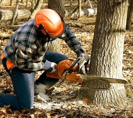 Tree Removal in Alum Bridge, WV